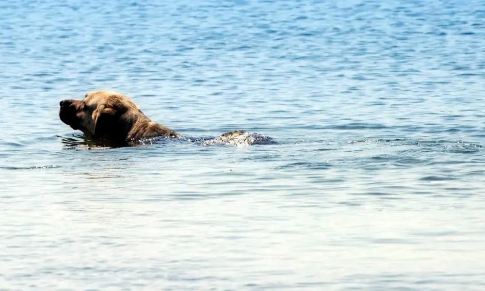 Συγκινητική διάσωση σκύλου που βρέθηκε στη θάλασσα ανοιχτά από το Κατάκολο Ηλείας